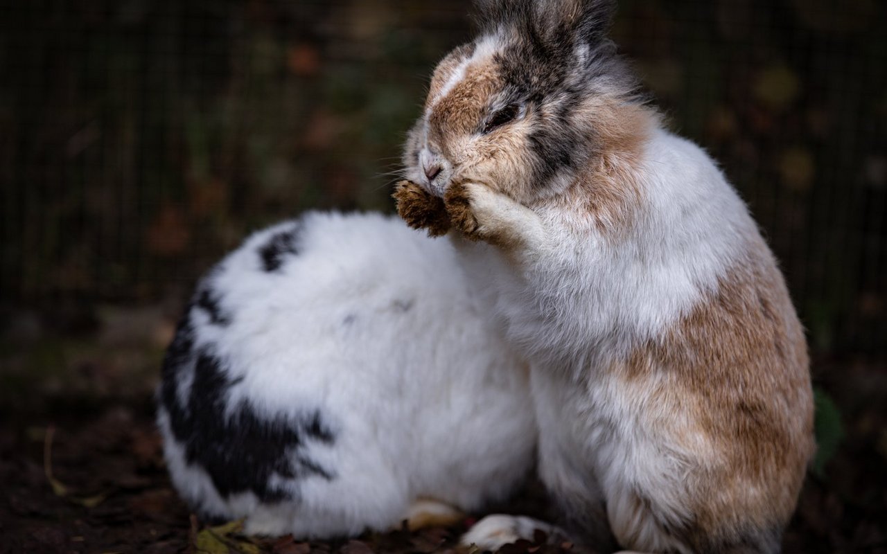 Kaninchen, ...