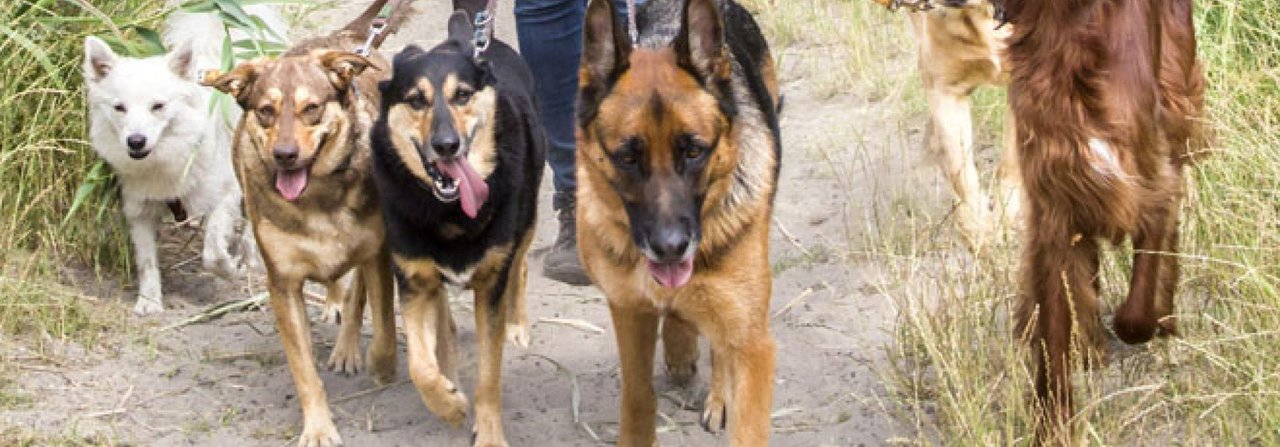 Der Spaziergang mit mehreren Hunden ist eine Herausforderung.