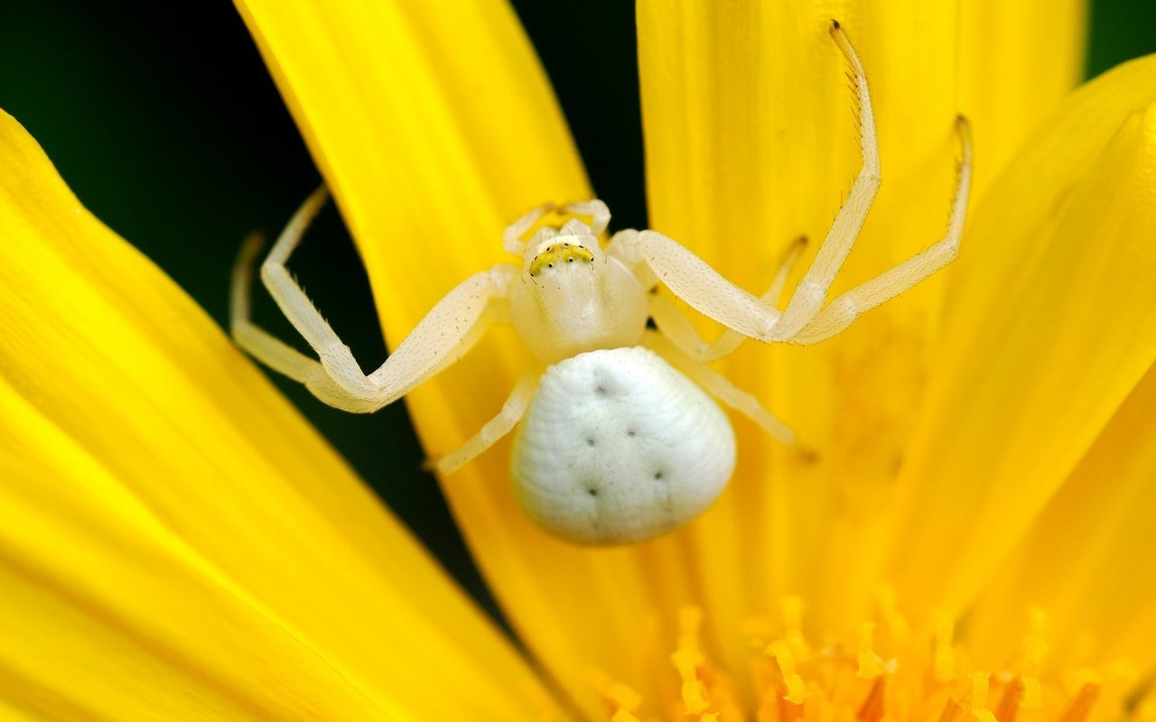 Veränderliche Krabbenspinne