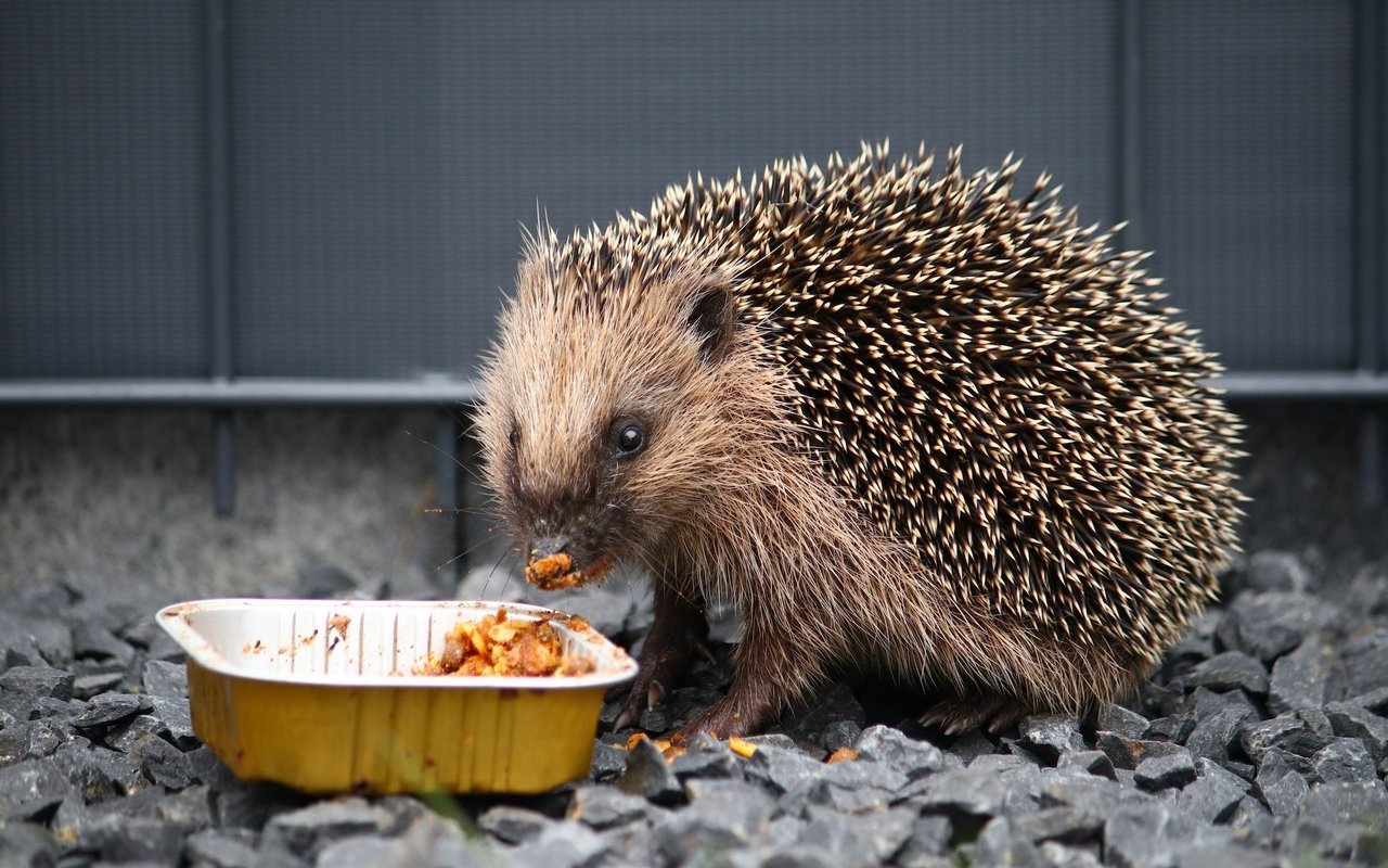 Von der Fütterung von Igeln ist abzuraten, denn das Ersatzfutter ist langfristig gesehen nicht gesund für die Insektenfresser. Besser ist die Aufwertung der Lebensräume. 