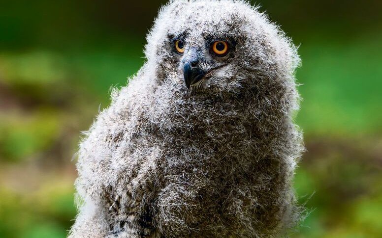 Das graue Wattebällchen mit Glubschaugen und Schnabel will einmal ein Uhu werden. 