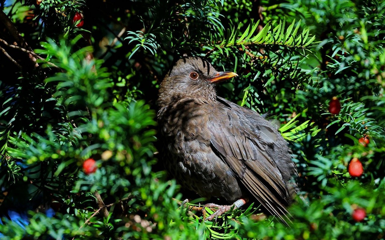 Einheimische Pflanzen wie die Eibe bringen Leben in den Garten.