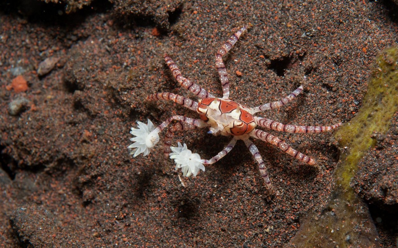 Die Anemonen dienen ihnen zur Abwehr von Feinden und helfen bei der Nahrungsaufnahme.