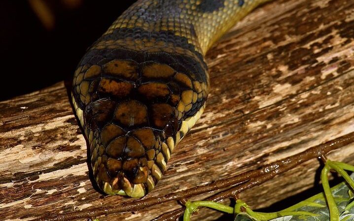 Eine Neuguinea-Amethystpython kriecht über den Ast. 