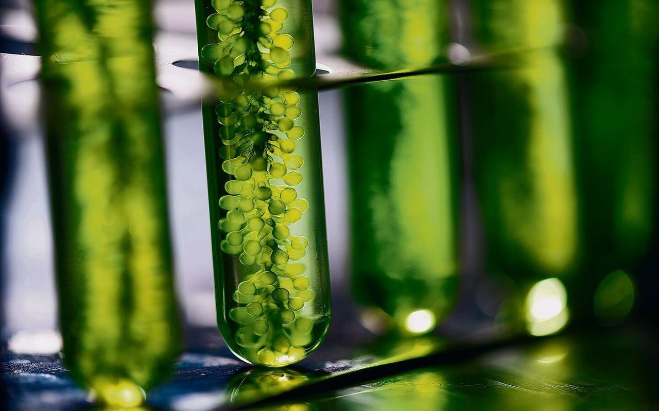 Mikroalgen werden in Photobioreaktoren angebaut. Die des Zürcher Projekts aber ohne Licht, weshalb sie farblos sind und nicht grasig schmecken.
