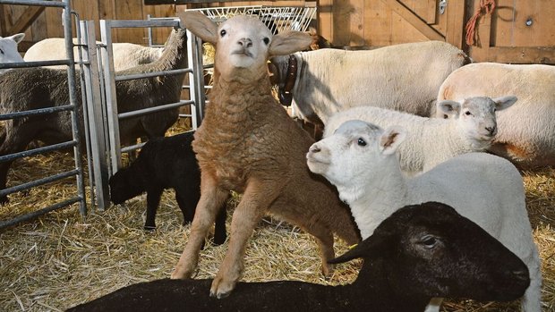 Die Lämmer sind normalerweise kastanienbraun, bei einigen Exemplaren der Herde drückt der weisse Merinoeinschlag durch. 