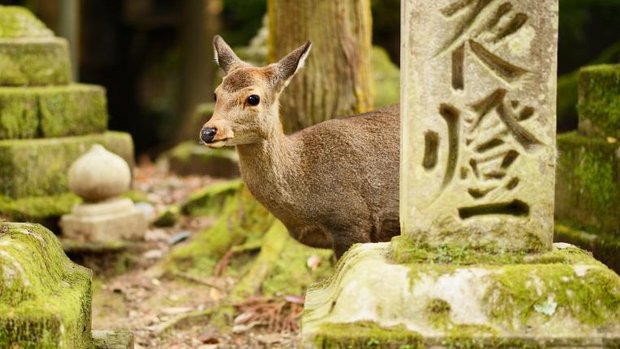 Sikahirsch in Nara, Japan