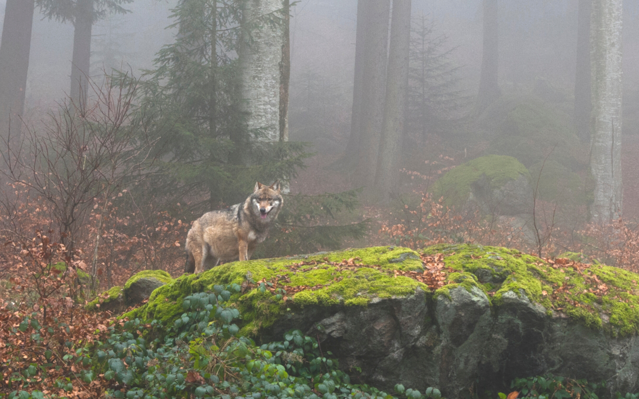 Die Berner Konvention bestätigt den Wolfschutz in der Schweiz. 