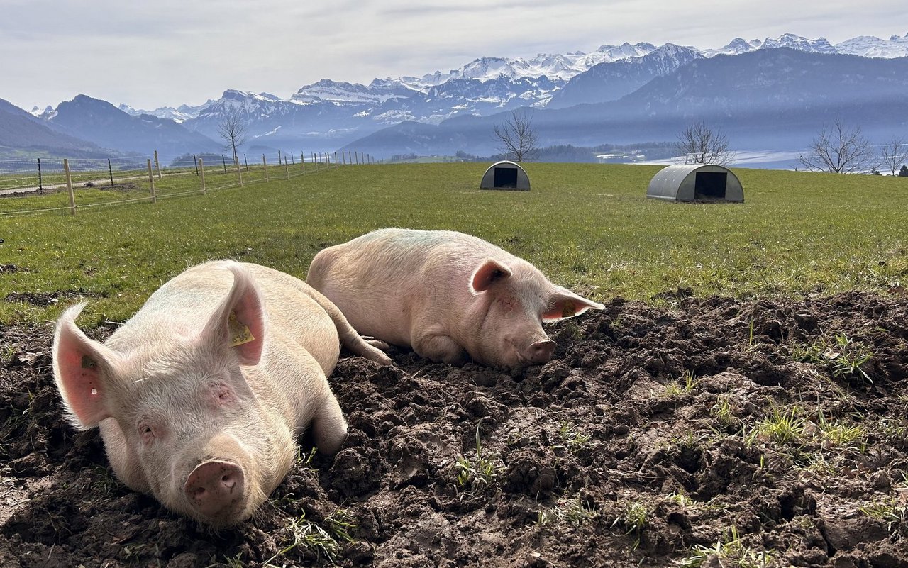 Die drei Schweine fühlen sich bereits sauwohl auf dem Panoramahof in Meggen.