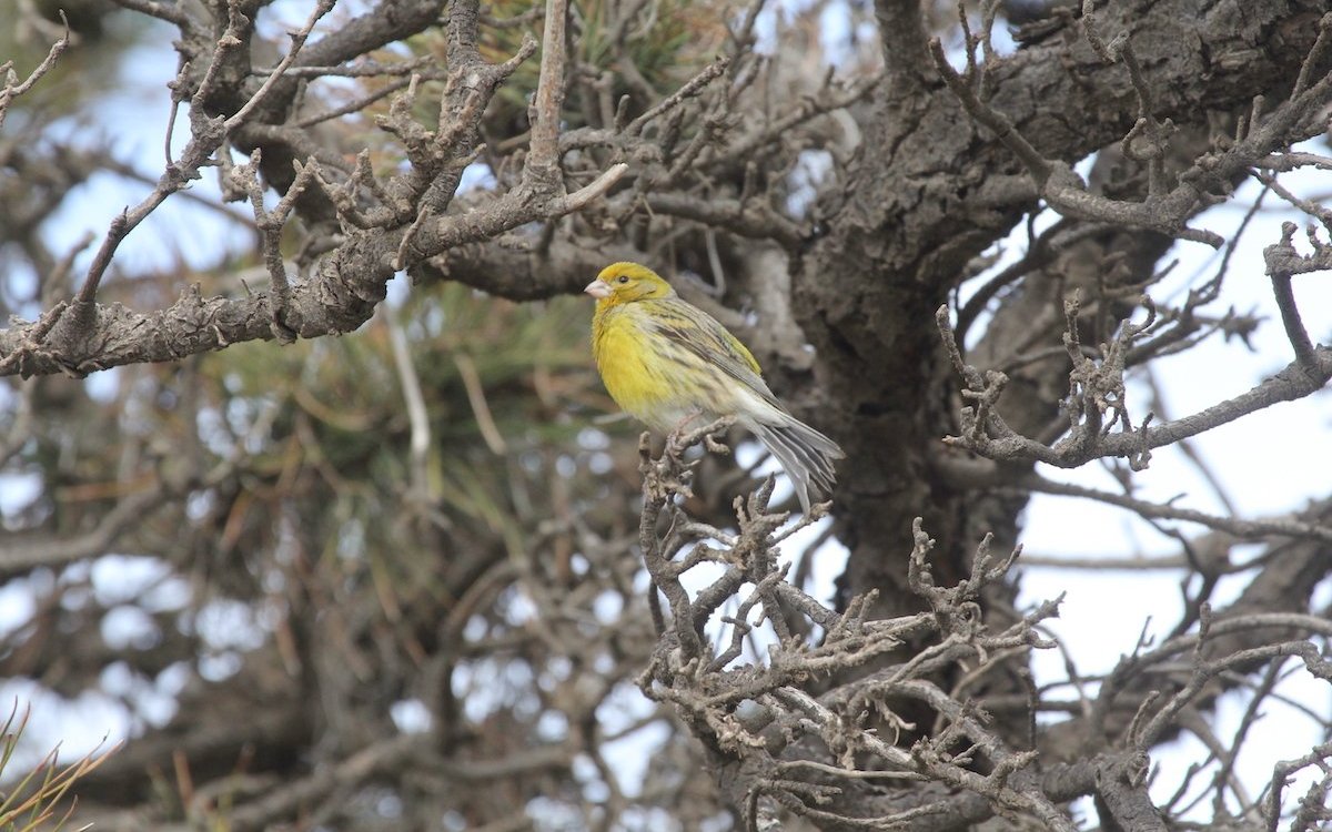 Der Kanarengirlitz, hier auf Teneriffa am Fuss des Teide, ist die Wildform des Kanarienvogels. 