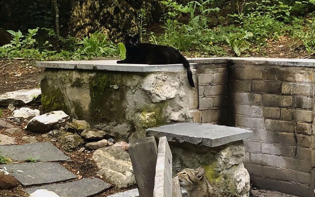 Ausgiebig schnuppern oder sich einfach mal hinlegen: Ein Spaziergang mit Katzen ist kein Streckenlauf. 