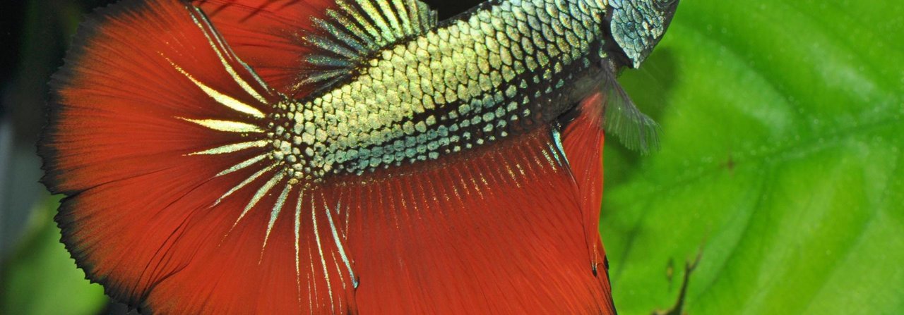 Kampffische gibt es in allen erdenklichen Farben. Die gehören derzeit zu den beliebtesten Aquarienfischen.