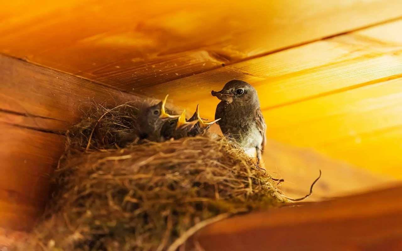 Einige Vogelarten bevorzugen Nistplätze in Nischen. Da moderne Gebäude nur wenige Nischen aufweisen, können kleine Plattformen Halbhöhlenbrütern Nistplätze bieten. Diese können mit Randleisten und Seitenwänden ergänzt werden.