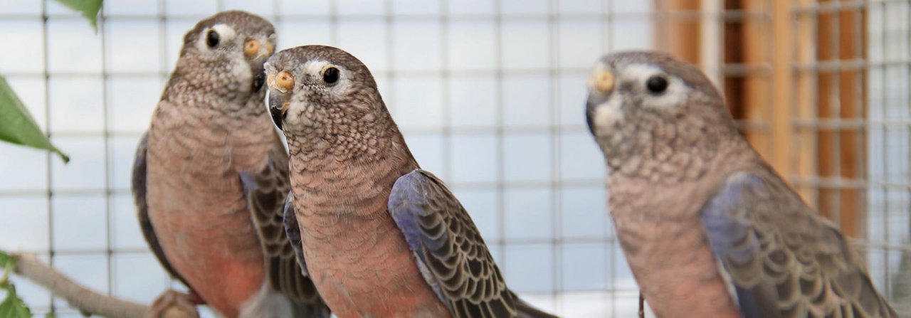 Die zu den Gras­sittichen gehörenden Bourkesittiche sind leise und stören somit auch im Wohnbereich nicht.