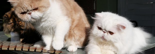 Flauschige Perserkatzen und Exotic Shorthair