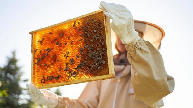 Imkerin erntet Honig