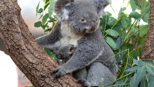 Koala Pippa mit Baby Uki im Zoo Zürich