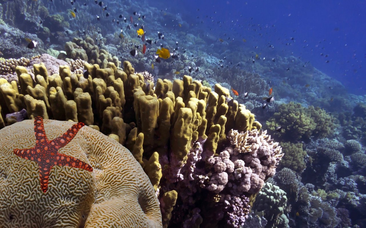 Die Korallenriffe verlieren ihre Farbe.