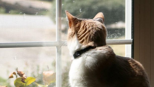 cat-pixabay1.jpg