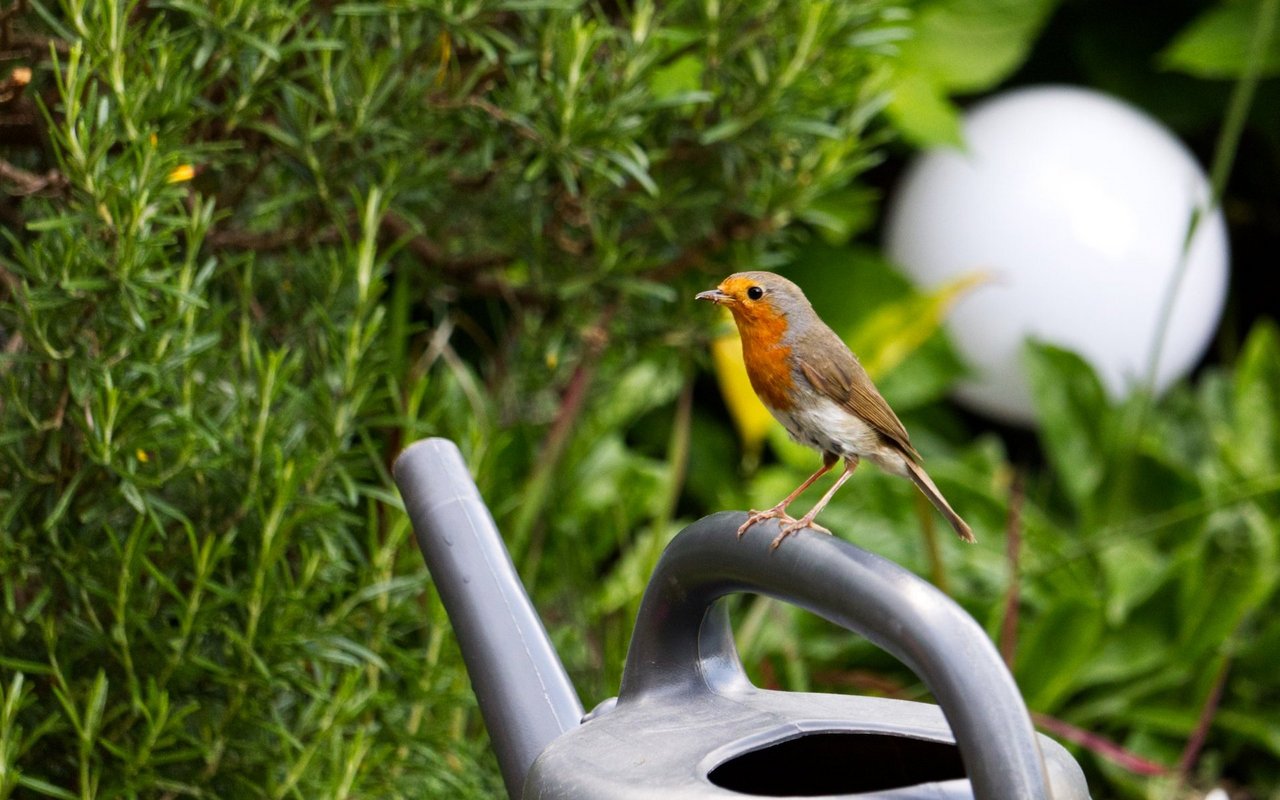 Vogelfreundlicher Garten tierwelt.ch TierWelt