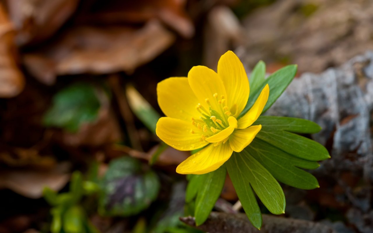 Winterling (Eranthis hyemalis)