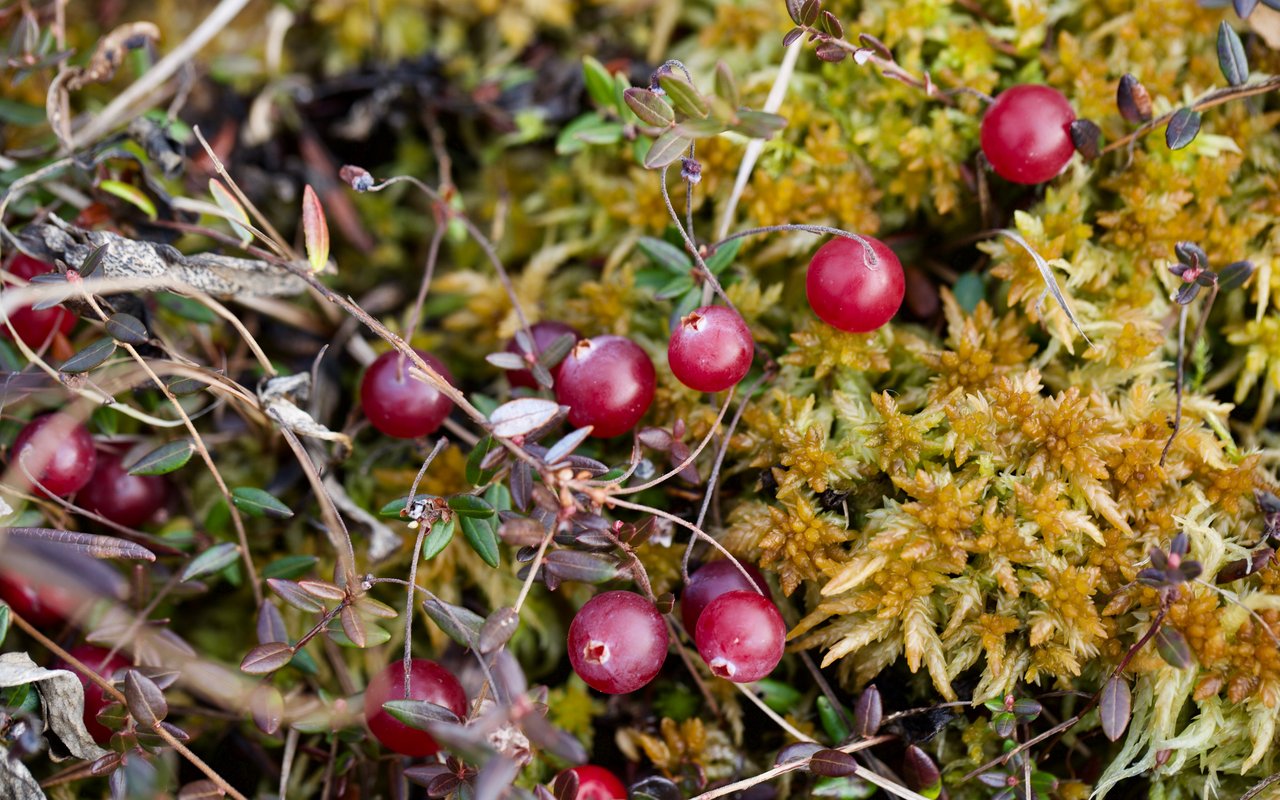Moosbeere (Vaccinium oxycoccos)