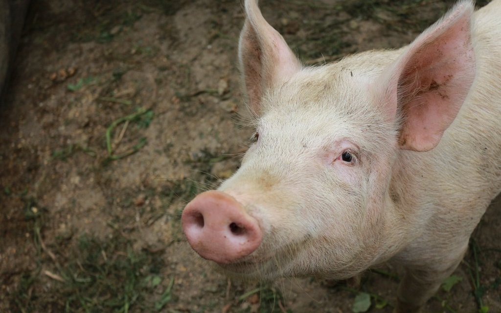 Schweine gelten als sehr intelligente und soziale Tiere.