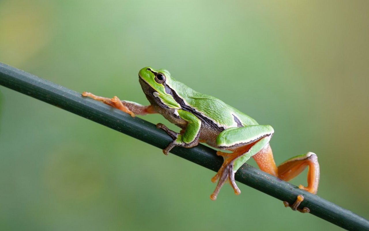 Anfang der 1990er-Jahre stand der Europäische Laubfrosch im Kanton Aargau und in anderen Schweizer Regionen kurz vor dem Aussterben.