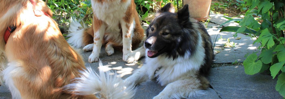 Der Ideale Familienhund Tierwelt ch TierWelt der-ideale-familienhund-tierwelt-ch-tierwelt