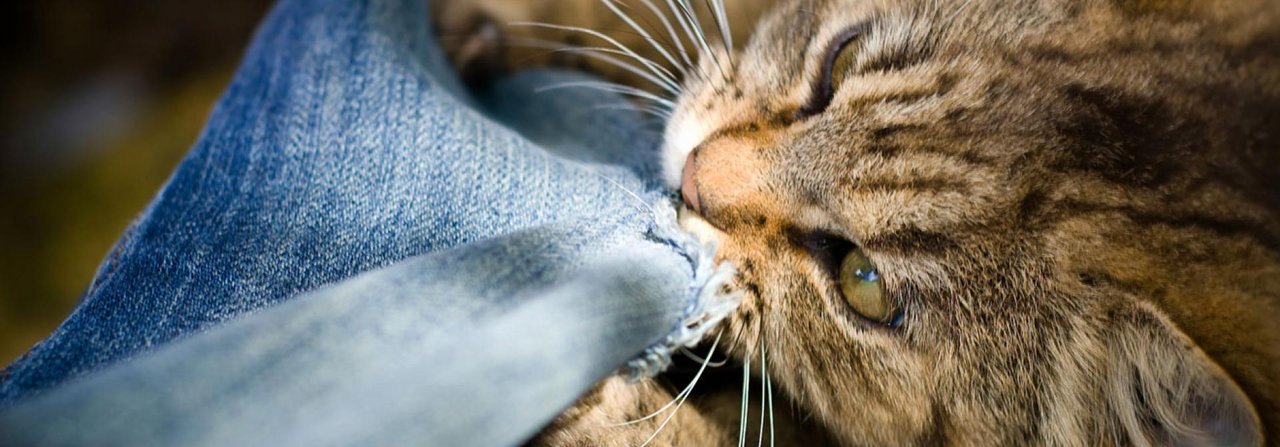 Manche Katzen kauen vor allem an Kleidern, die nach ihren Haltern riechen.