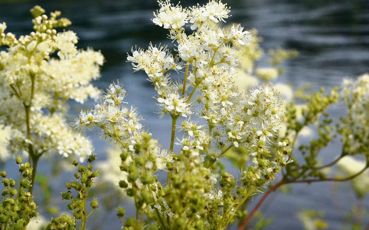 Mädesüss ist eine bei vielen Insekten beliebte Futterpflanze. Sie ist eine gute Alternative zum...