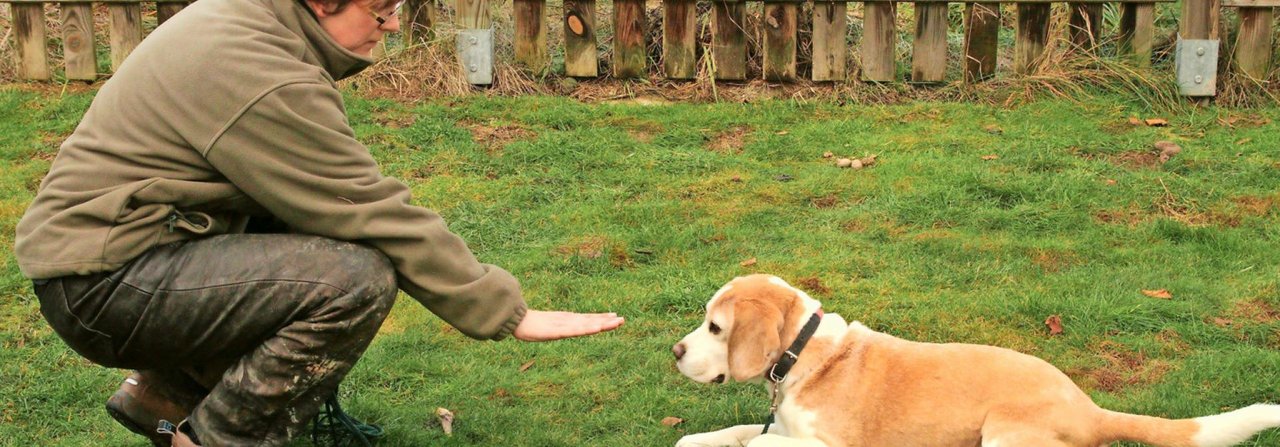 Desiree Schwers macht es mit ihrem tauben Beagle Benni vor.