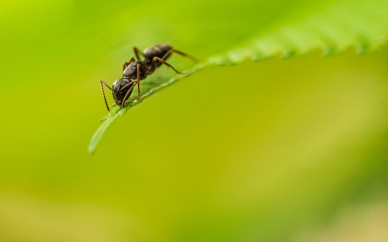 Ameisen haben erstaunlich effektive Strategien entwickelt, um Infektionskrankheiten in den Griff zu bekommen.