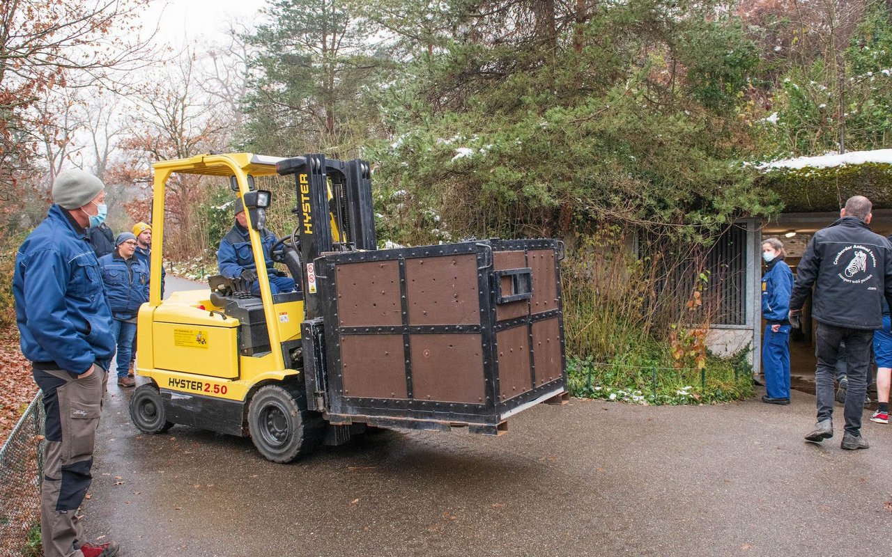 Die Ankunft eines Orang-Utans in einer Transportkiste. 