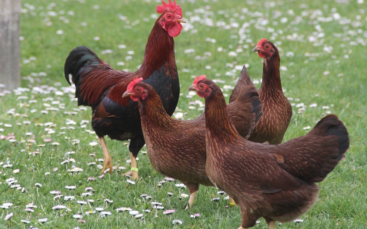 Diese Zwerg-Welsumer sind in bester Verfassung, weil sie einen grossen Hof haben.