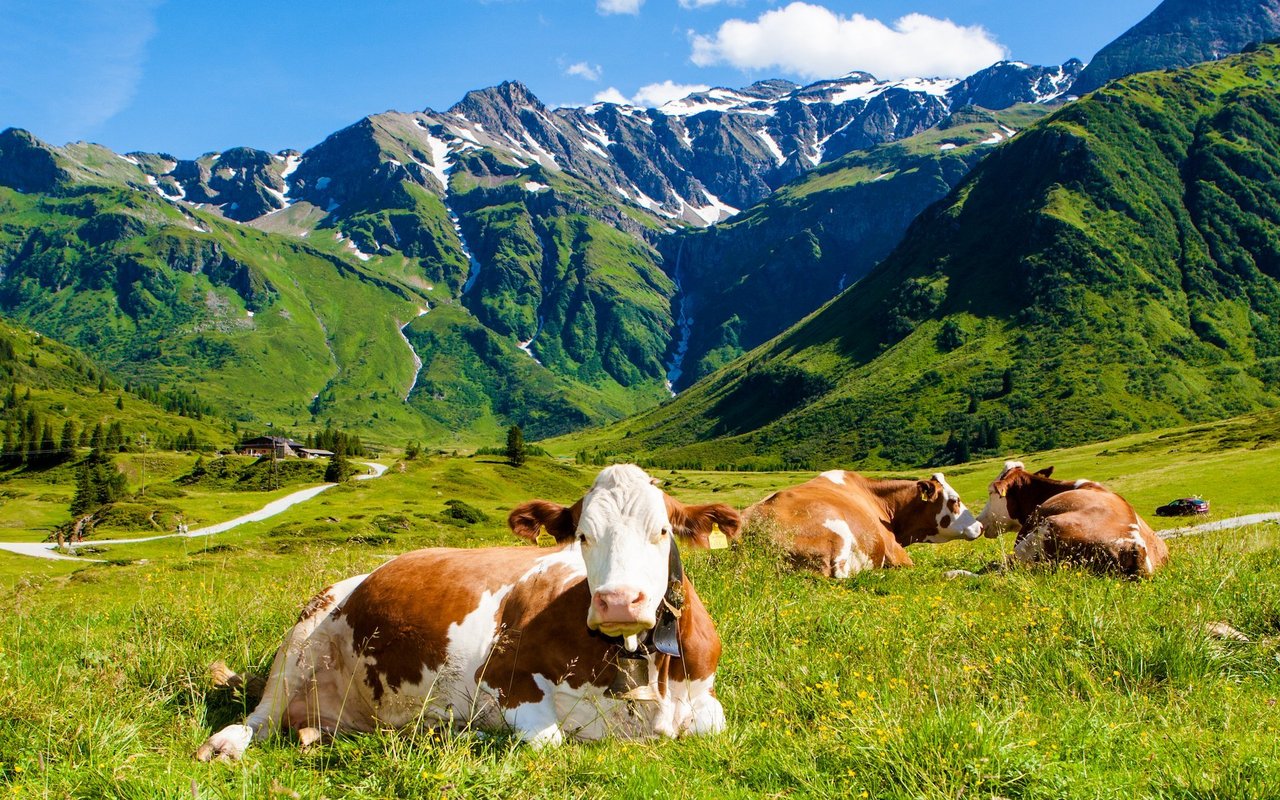 Virtuelle Weidezäune haben vielfältige Vorteile und beeinträchtigen nicht das Tierwohl. 