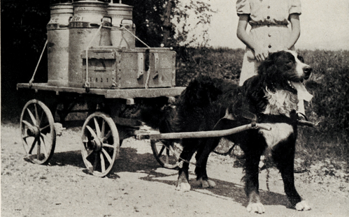 1) Grosse Sennenhunde zogen die Milchkarren.