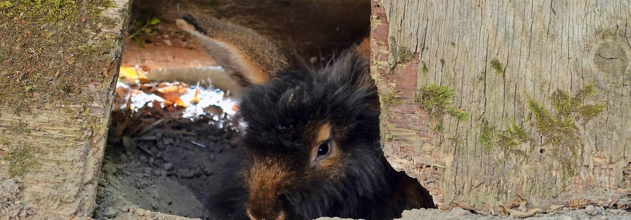 Kaninchen scharren gern Mulden und verbringen die heissen Tage auf der kühlen Erde.