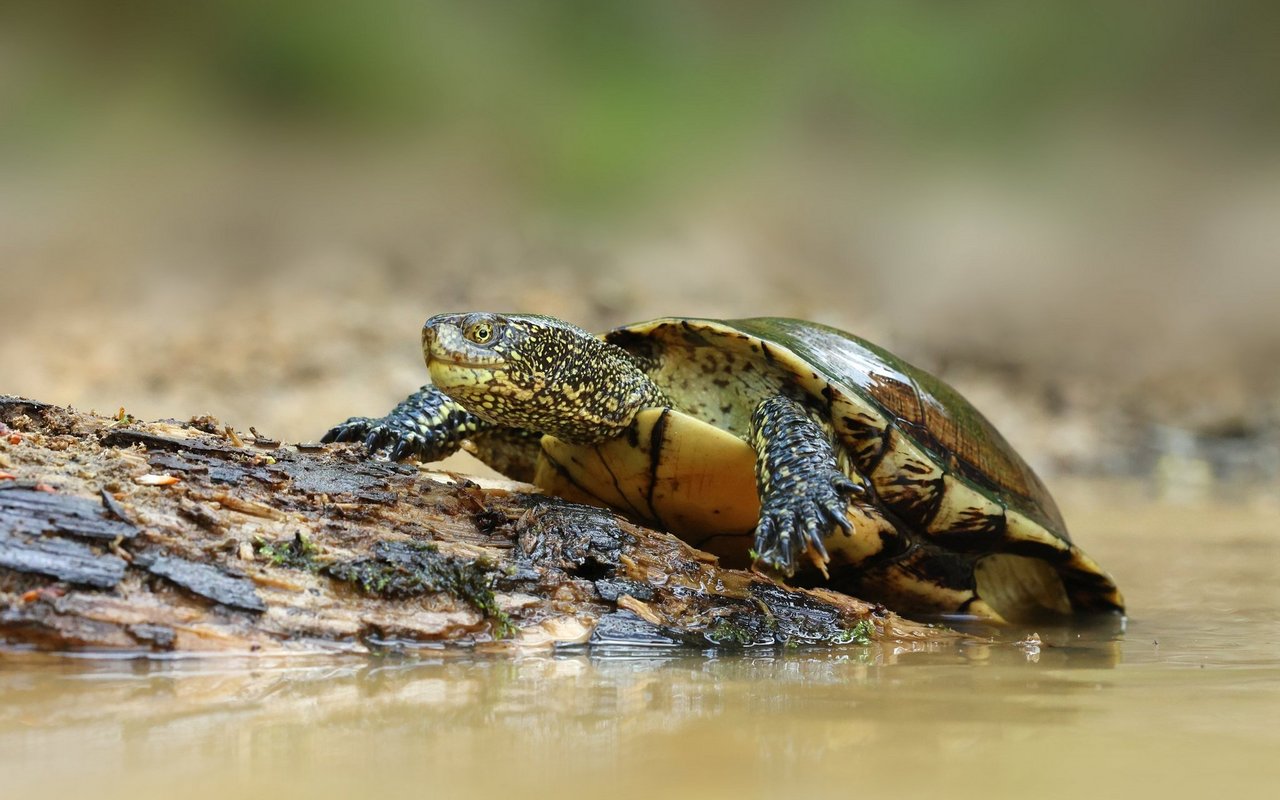 Die einzige Europäische Wasserschildkröte wurde Mitte 1990er in der Schweiz ausgerottet. Seit dem Jahr 2010 beginnt man sie wieder auszuwildern. 