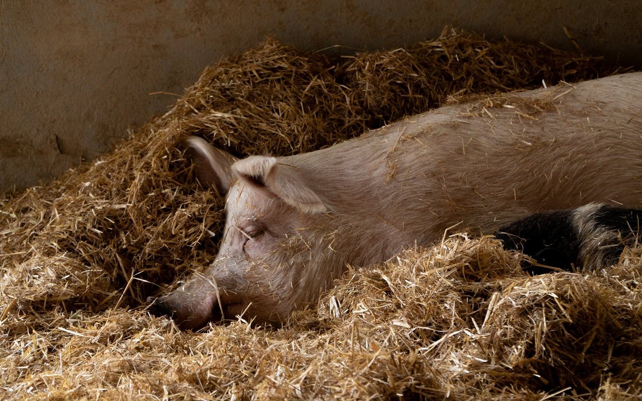 Hier dürfen die Tiere einfach sein und müssen nichts «produzieren».