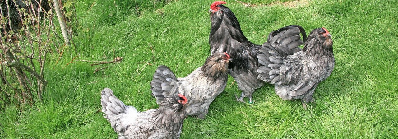 Frische Luft und ein grüner Auslauf sind Grundbedingungen für gesunde und glückliche Hühner.