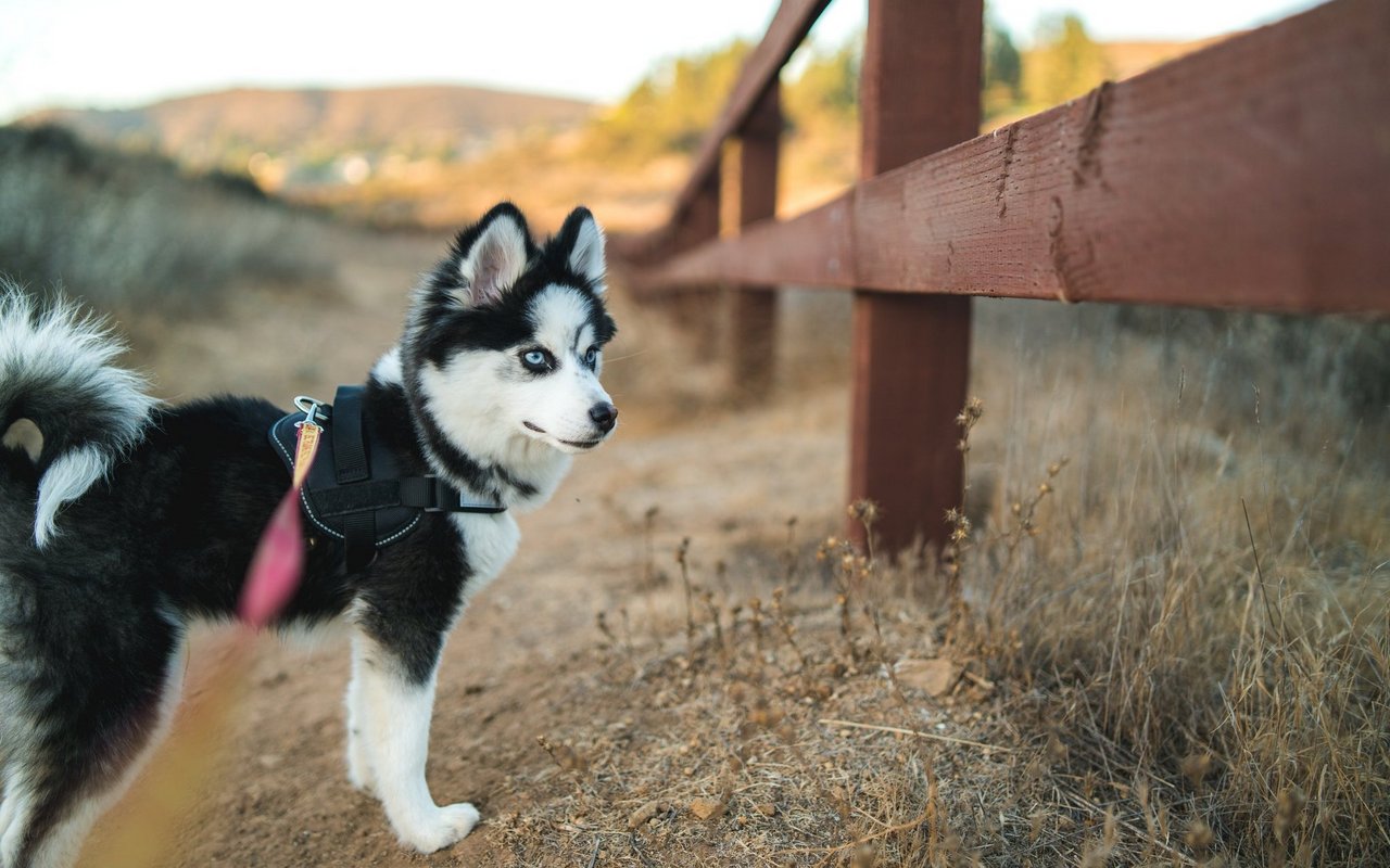 Um die Hunderasse Pomsky ist ein regelrechter Hype entstanden.