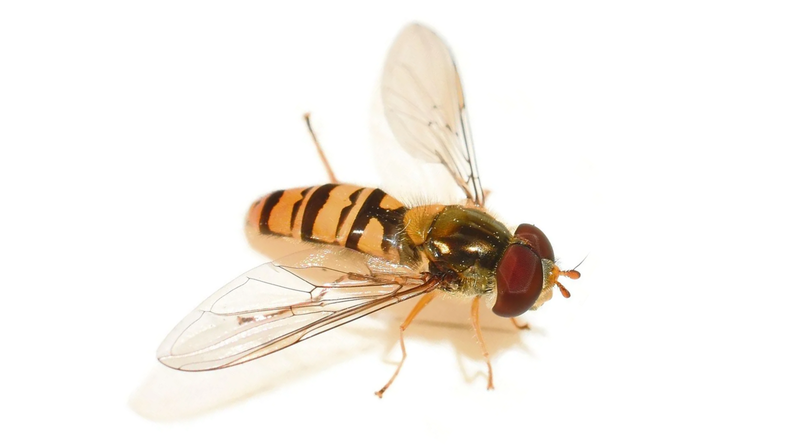 Hainschwebfliege (Episyrphus balteatus)