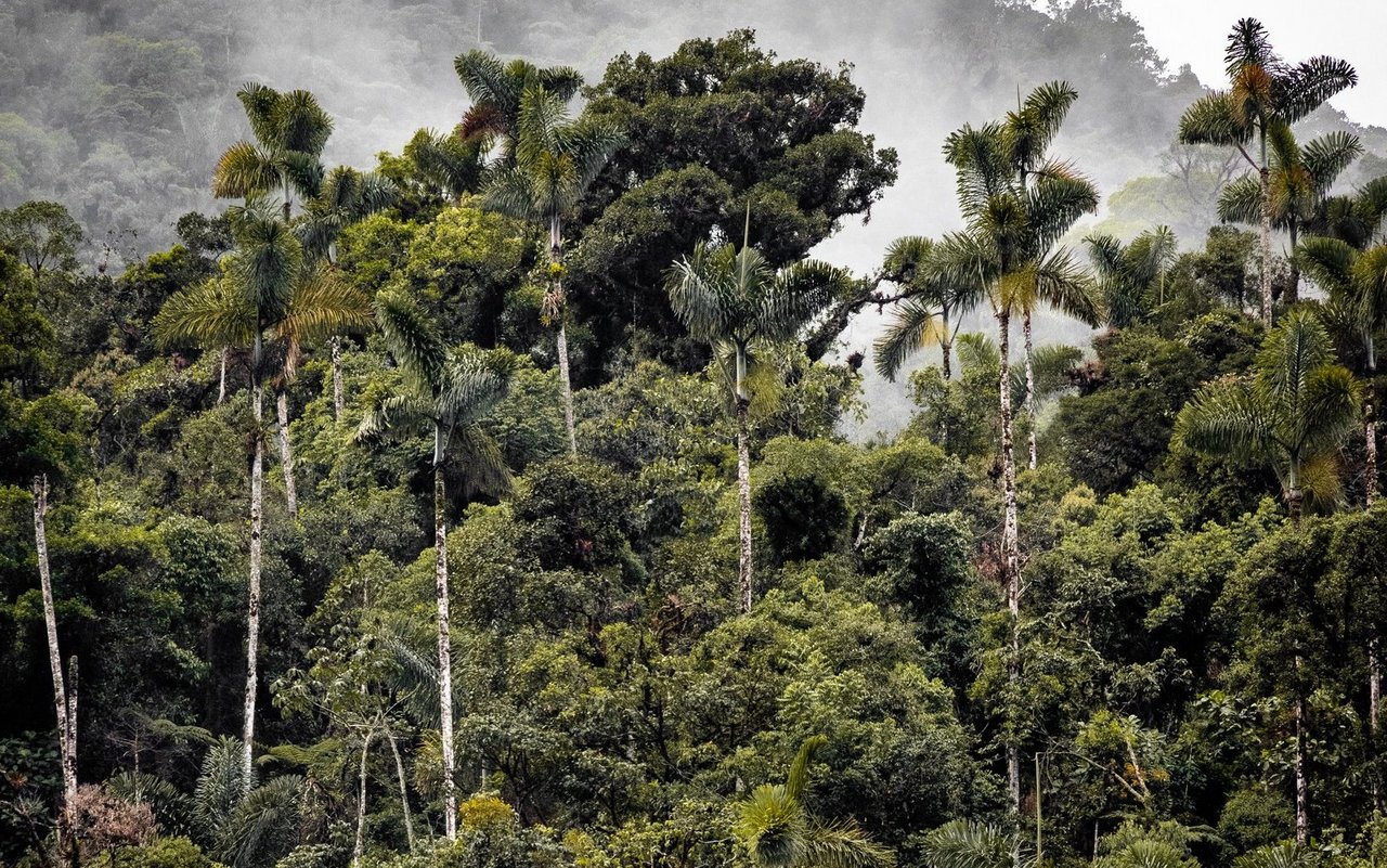 Der Amazonas Regenwald ist 6.7 Millionen Quadratkilometer gross.