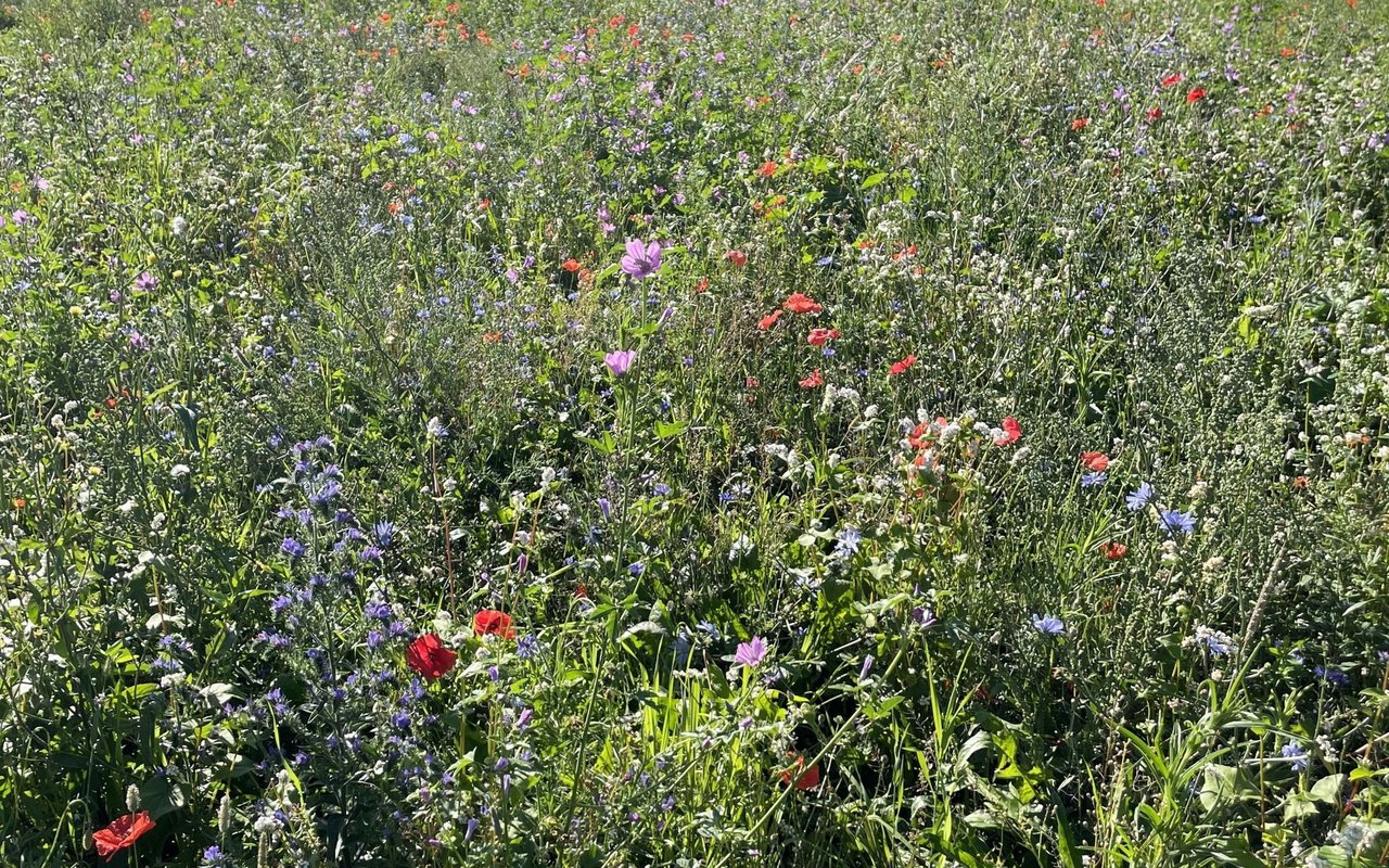 Blumenwiesen, Insektenhotels und Hecken sollen Lebensraum für verschiedenste Arten bieten.