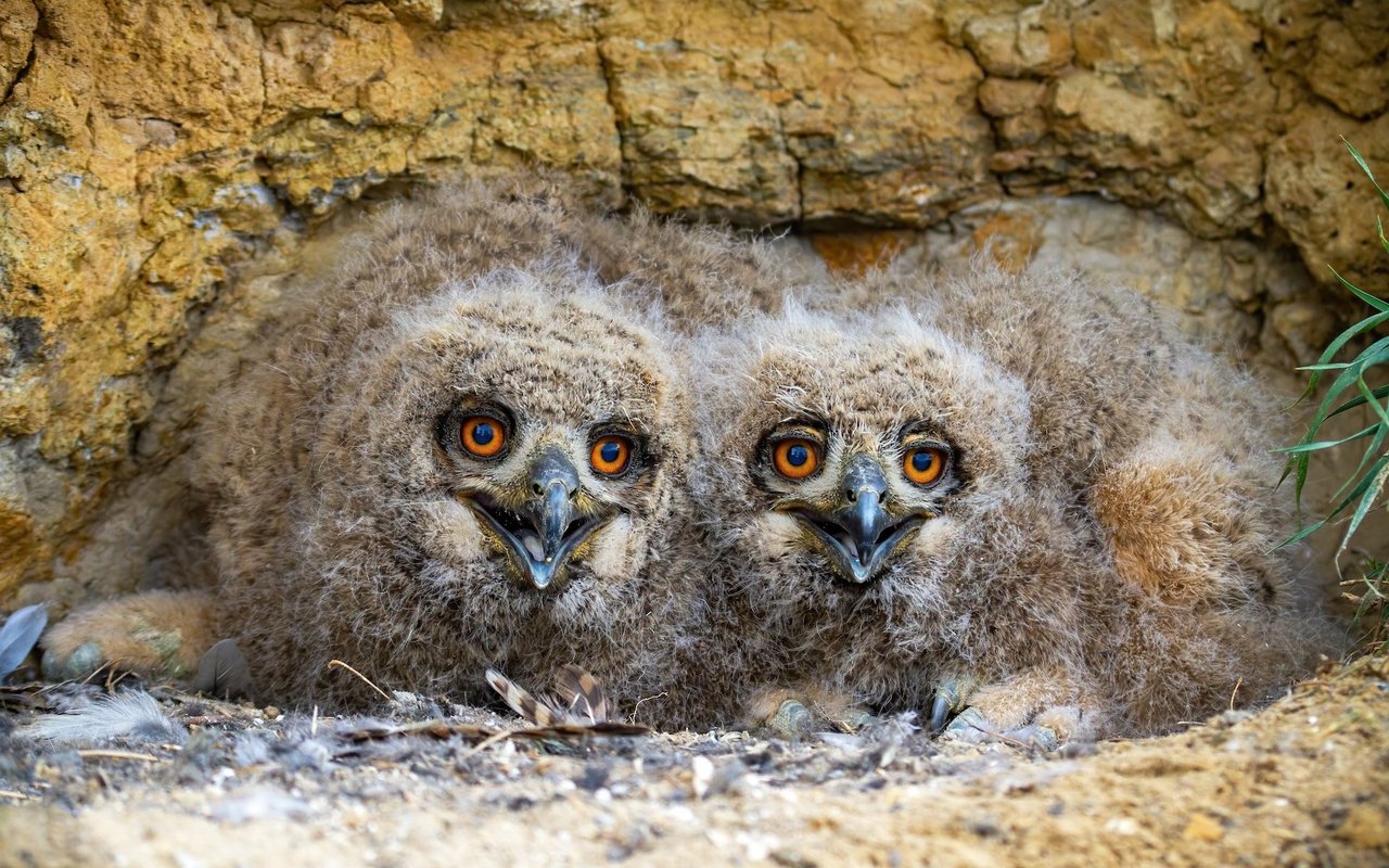 Junge Uhus sind im Zoo Hasel geschlüpft und auch sie sind unglaublich flauschig. 