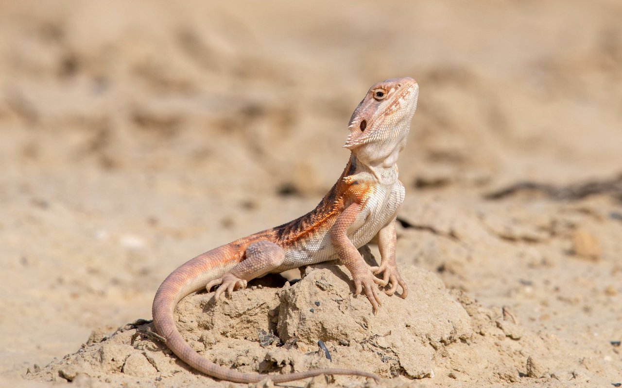 Ein Streifenköpfiger Bartagame geniesst sein Sonnenbad. 