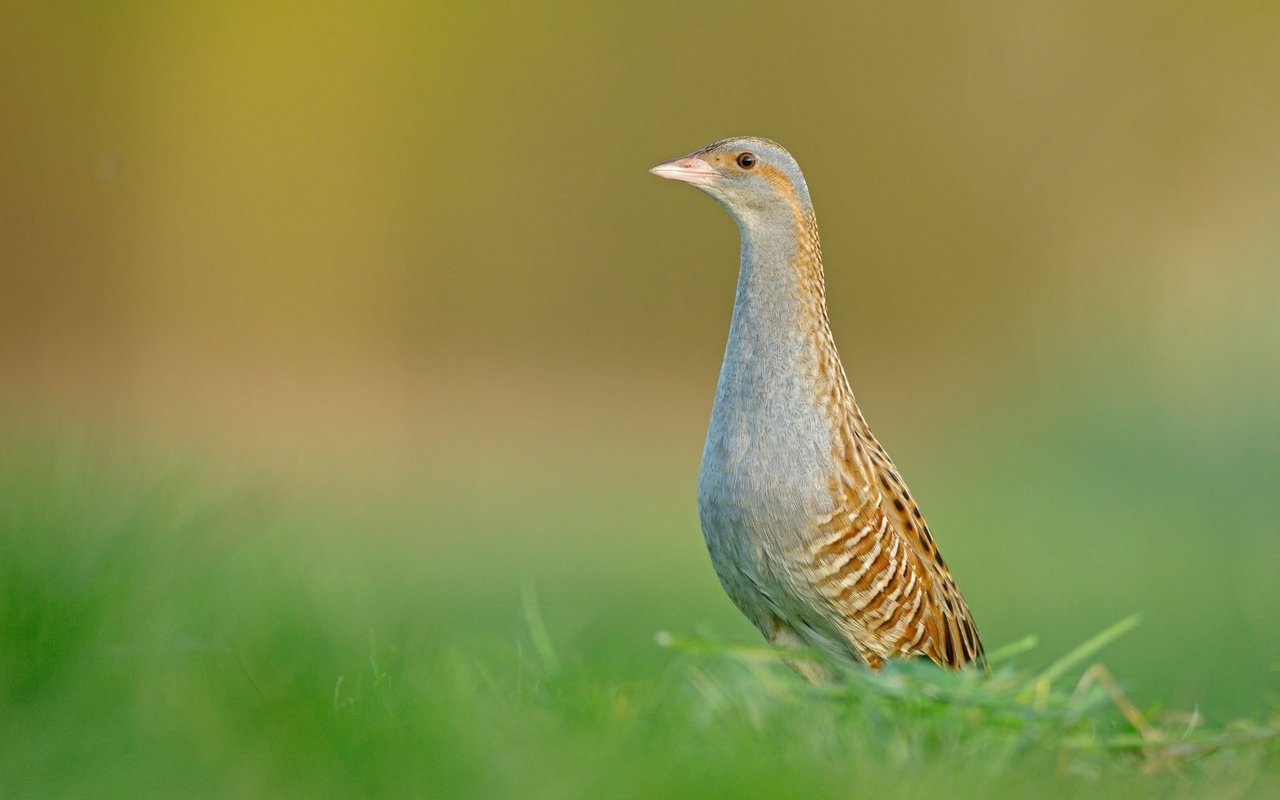 Vögel wie der Wachtelkönig sind in der Schweiz durch die Zerstörung und Zerschneidung ihrer Lebensräume bedroht.