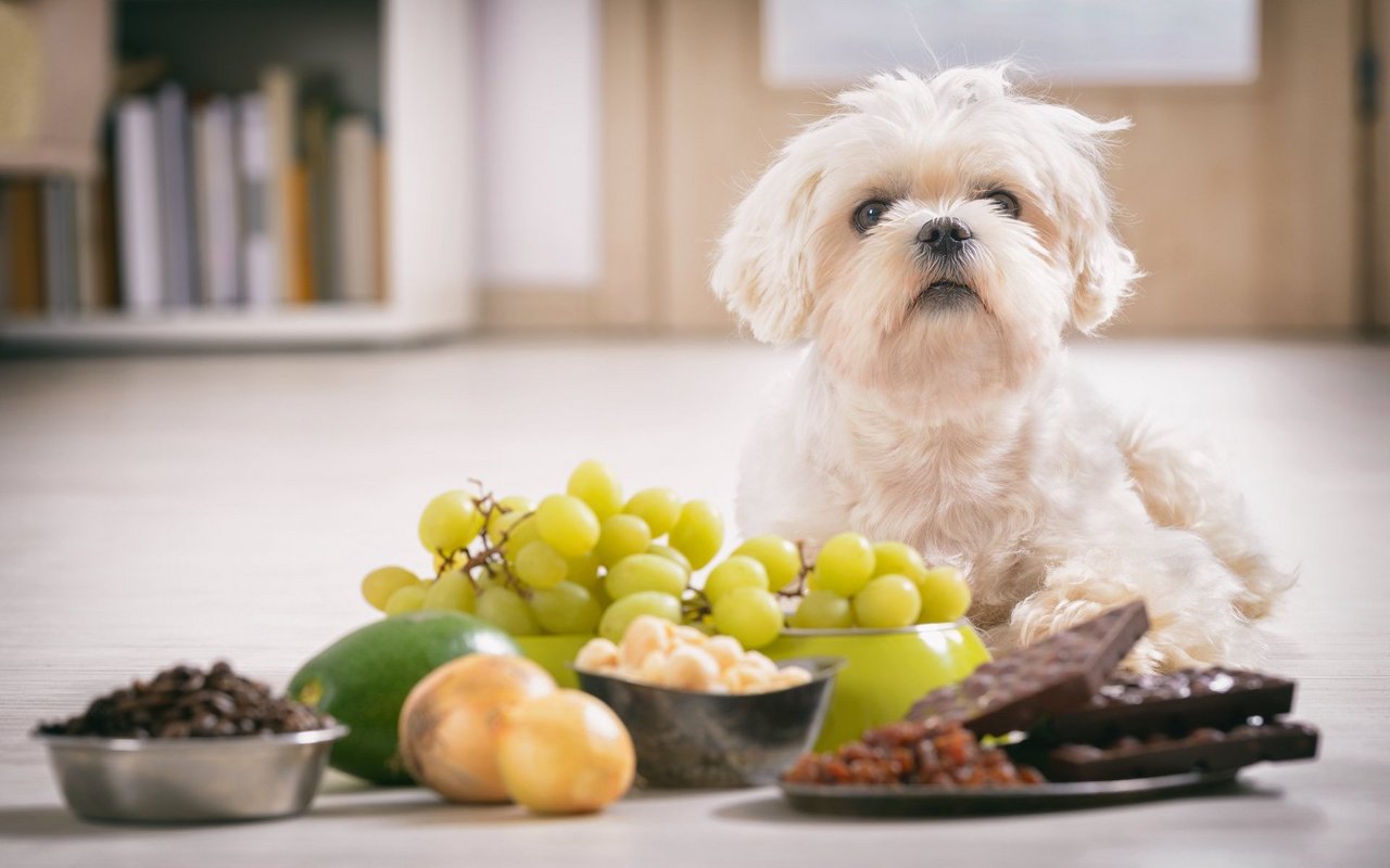 Nicht alles was der Mensch isst, darf auch der Hund essen. 