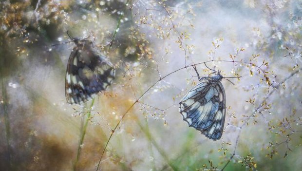 Gewinnerbild WildArt Photographer of the Year